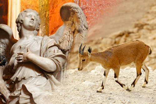 Rabbi Gaines Angel or Animal